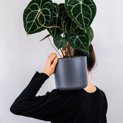 plants-store-gallery-img-1